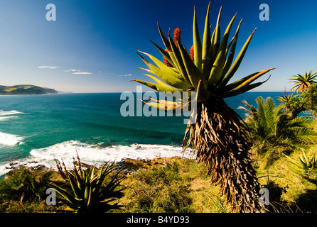 Aloe, Coast, Wildcoast, Transkei, Eastern Cape, South Africa Stock Photo