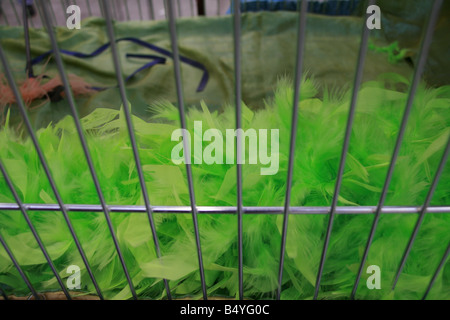 green feather bower in cage at cat show Stock Photo