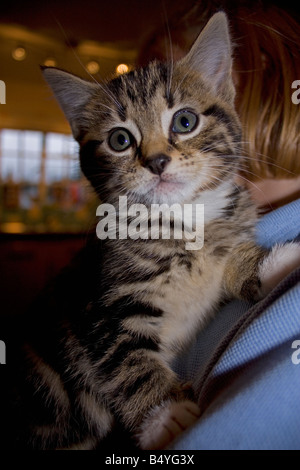 Young tabby kitten Cotswolds UK Stock Photo - Alamy