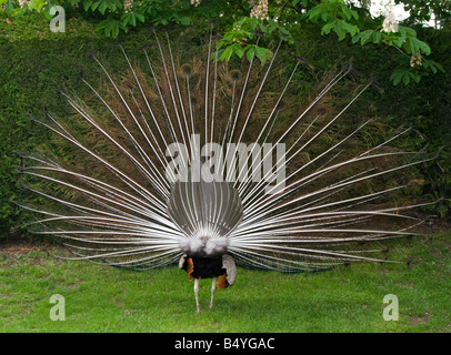Male Indian Peacock displaying, view from the back Stock Photo
