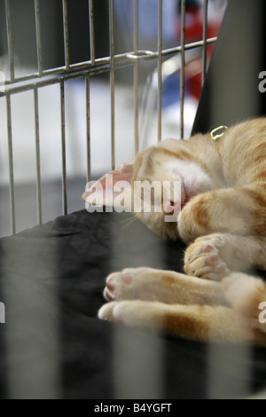 cute tired cat sleeping in cage at cat show in rome Stock Photo
