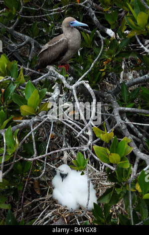 Red footed Booby Sula sula websteri and chick Galapagos Islands Ecuador South America Stock Photo