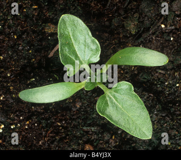 Spiny cocklebur Xanthium spinosum seedling with cotyledons and two true leaves Stock Photo