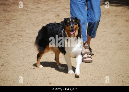 Daphne is an AKC registered purebred Australian Shepherd puppy 8 months old black tri color Stock Photo