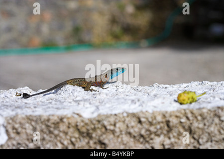 Lizard Stock Photo