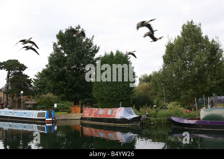 Canada geese flying in a v shape over a canal with narrow boats flying south for the winter. Stock Photo