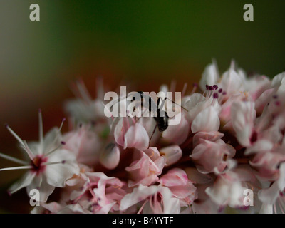 Ant on a flower Stock Photo