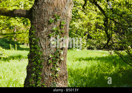 A tree trunk with ivy growing on it Stock Photo