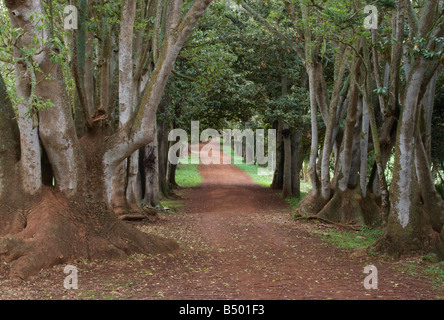 Lane lined with ombu trees (ombu phytolacca dioica) in Finca Osorio near Teror on Gran Canaria Stock Photo