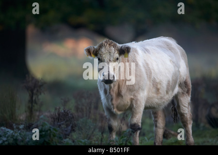 bull in a meadow looking directly at camera eye contact early autumn morning in mist county down northern ireland uk Stock Photo