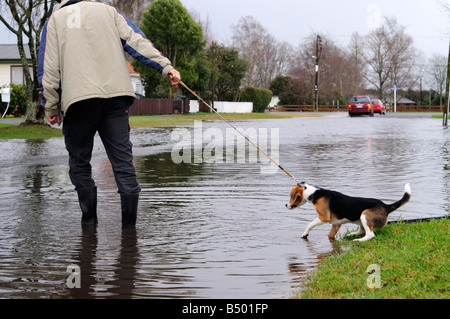 man pulling dog across flooded road Stock Photo