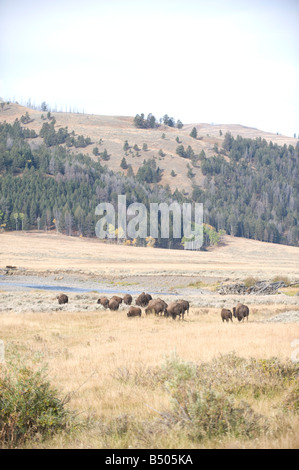 Montana, Yellowstone National Park. Buffalo roam the park in fall. Stock Photo