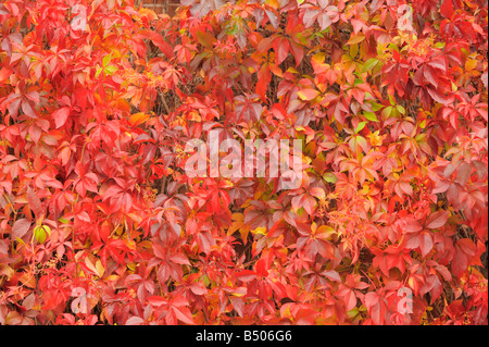 Close-up image of Virginia Creeper leaves turning red in autumn Stock Photo