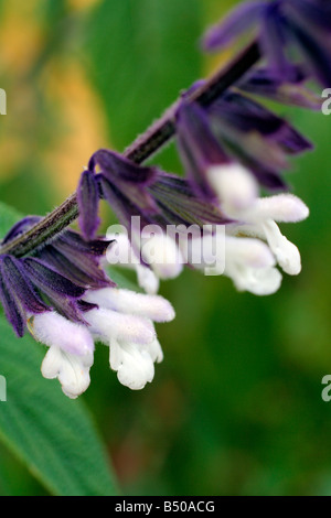 SALVIA PHYLLIS FANCY Stock Photo