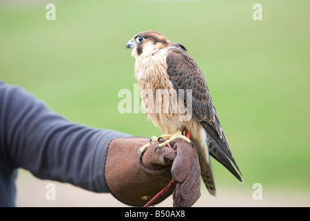 a harris hawk stands on a falconers clove Stock Photo