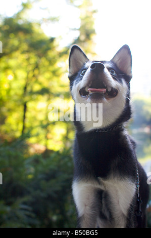 Alaskan Klee Klai in central park looking up Stock Photo