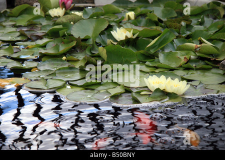 A koi carp pond with lily pads in Louth, Lincolnshire, England Stock Photo