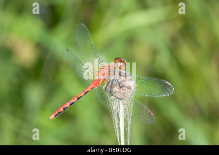 Ruby Meadowhawk Sympetrum rubicundulum Drummond Wisconsin United States 2 August Adult Male Libellulidae Stock Photo