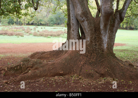 Roots and lower trunk of ombu phytolacca dioica Stock Photo