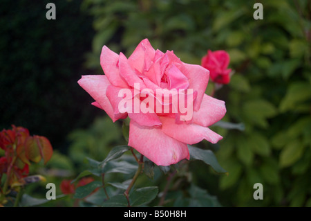 Pretty flowers at Montrose pk, Edgware, London, England, uk Stock Photo