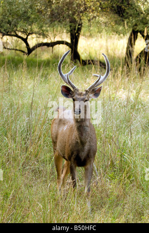Adult male Sambar deer, Rusa unicolor, Ranthambore National Park, Rajasthan, India Stock Photo
