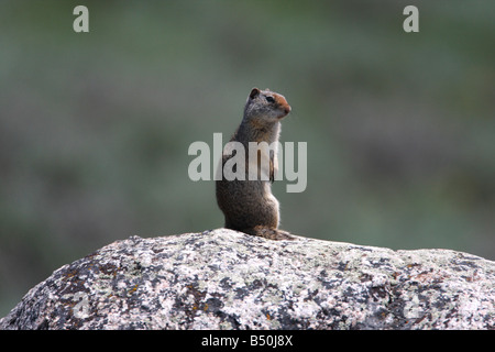 Uinta Ground Squirrel Spermophilus armatus sitting on rock and checking out surrounding area in Yellowstone Park in July Stock Photo