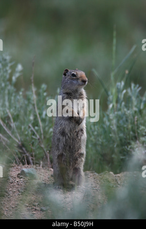 Uinta Ground Squirrel Spermophilus armatus female standing upright in tall grass to check out surrounding area in Yellowstone Stock Photo