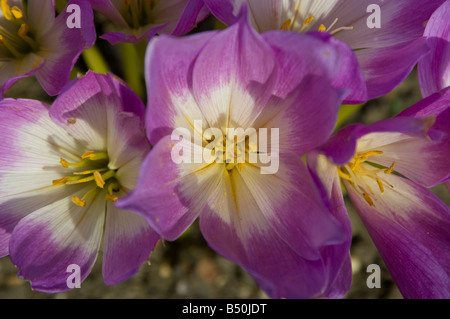 Giant meadow saffron Colchicum speciosum Stock Photo