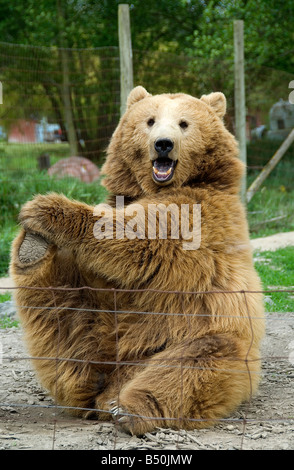 Kodiak bear at Olympic Game Farm, Sequim, Washington State Stock Photo