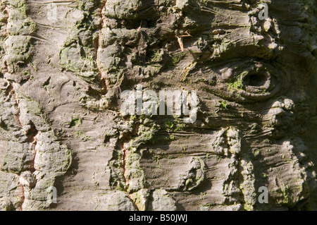 Monkey puzzle tree bark Araucaria araucana Stock Photo