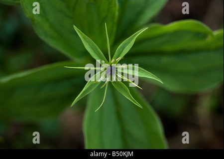 Herb paris Paris quadrifolia Stock Photo