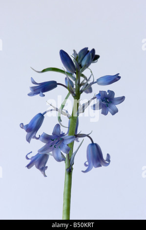 Spanish bluebell Hyacinthoides hispanica has blue anthers and an upright stem Stock Photo