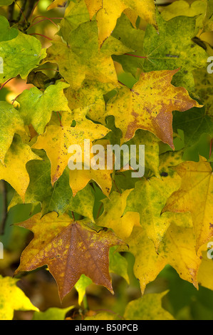 Cappodocian maple Acer cappodocicum aureum leaves in autumn Stock Photo
