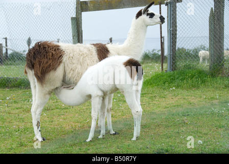 Baby llama nursing at Olympic Game Farm, Sequim, Washington State Stock Photo