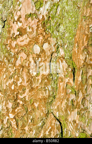 Colourful contour-like patterns on the bark of a Scots Pine, Colsterdale, North Yorkshire Stock Photo