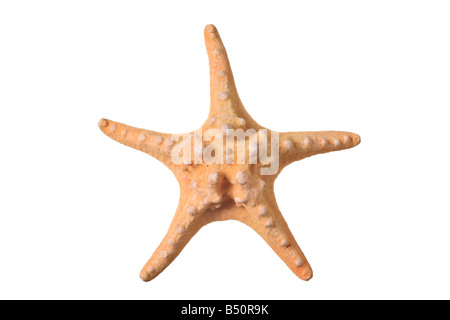 Starfish Stock Photo