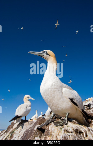 A Gannet (Sula bassana) adult in a colony on the Bass Rock, off the East coast of Scotland. Stock Photo