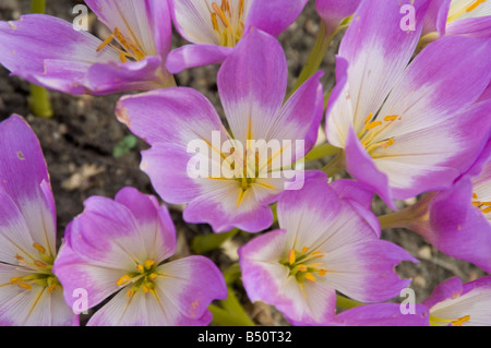 Giant meadow saffron Colchicum speciosum Stock Photo