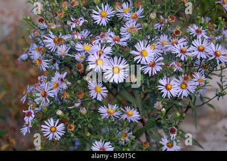 Pretty Flowers at Montrose pk, Edgware, London, England, uk Stock Photo