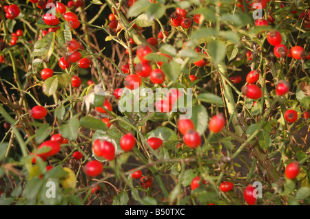 Flowers at Montrose pk, Edgware, London, England, uk Stock Photo