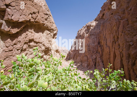 Drought resistant plant in the mountains of the Sinai desert near Dahab in Egypt Stock Photo