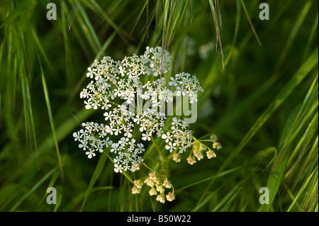 Close up of cow parsley flowers Anthriscus sylvestris lit by late evening sun Stock Photo