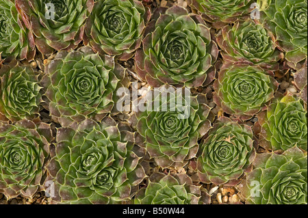 Houseleeks Jovibarba heuffelii East Carpathians and Balkan Peninsula Stock Photo