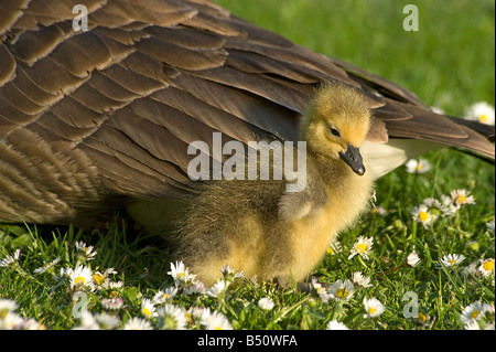 Canada goose Branta canadensis gosling enjoying the evening sun beside parent Stock Photo