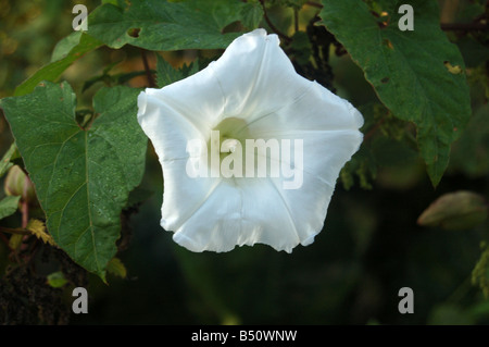 Pretty white flowers at Montrose pk, Edgware, London, England, uk Stock Photo