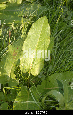 Leaves of flowers at Montrose pk, Edgware, London, England, uk Stock Photo