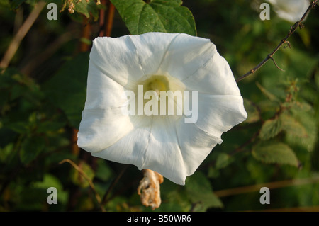 Pretty white flowers at Montrose pk, Edgware, London, England, uk Stock Photo