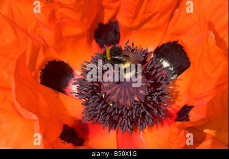 Bumblebee with dark blue and a plum hue pollen load foraging on oriental poppy Papaver orientale Stock Photo