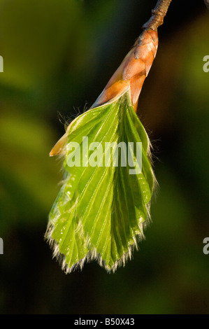 Beech Fagus sylvatica bud breaking in spring with creased leavres unfurling Stock Photo