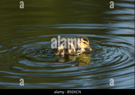 Mallard duckling Anas platyrhunchos swimming on Banks Pond late in evening showing dark eye stripe Stock Photo